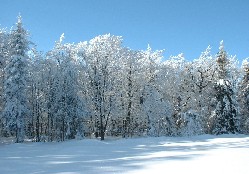 Zieleniec 2003
